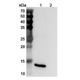 SDS-PAGE - Anti-IL-15 Antibody [DISC28] Biosimilar - BSA and Azide free (A339861) - Antibodies.com