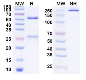 SDS-PAGE - Anti-FGFR4 Antibody [U3-1784] Biosimilar - BSA and Azide free (A339863) - Antibodies.com