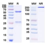 SDS-PAGE - Anti-LILRB1 Antibody [BND-22] Biosimilar - BSA and Azide free (A339864) - Antibodies.com