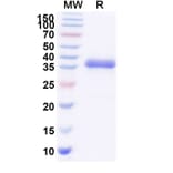 SDS-PAGE - Blisibimod Biosimilar - Anti-BAFF Antibody - BSA and Azide free (A339871) - Antibodies.com