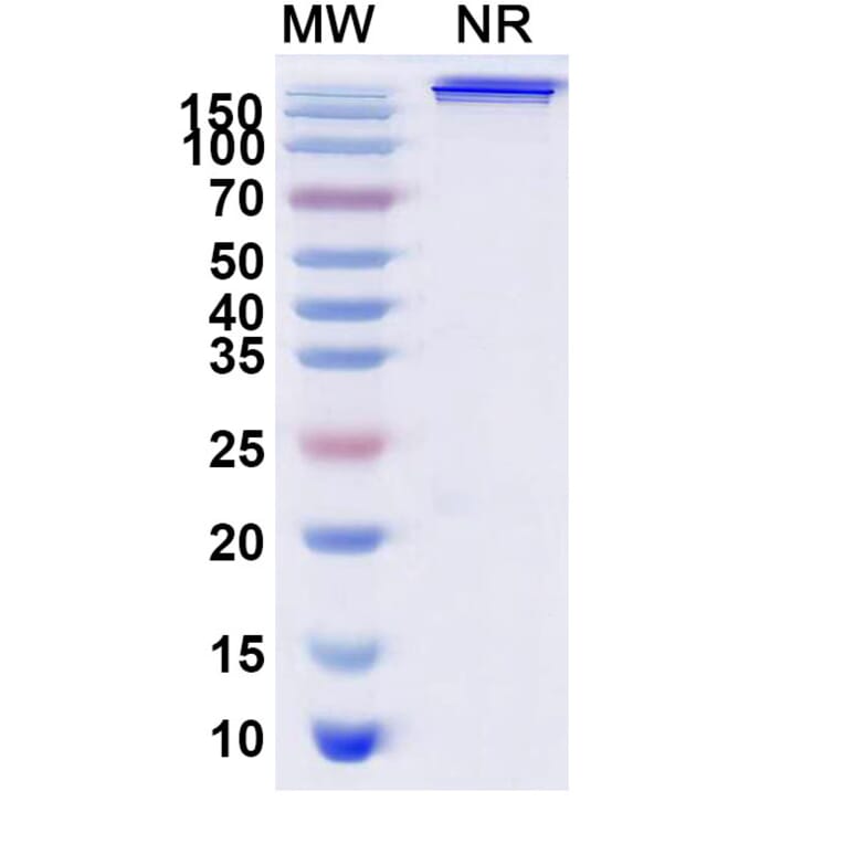 SDS-PAGE - Trebananib Biosimilar - Anti-Angiopoietin 2 Antibody - BSA and Azide free (A339873) - Antibodies.com