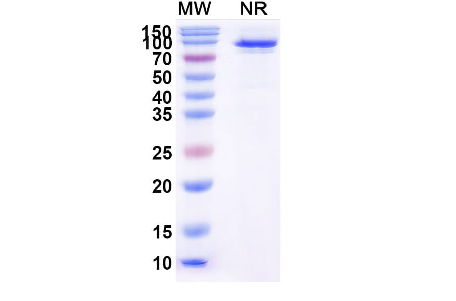 SDS-PAGE - Taldefgrobep alfa Biosimilar - Anti-Myostatin Antibody - BSA and Azide free (A339875) - Antibodies.com