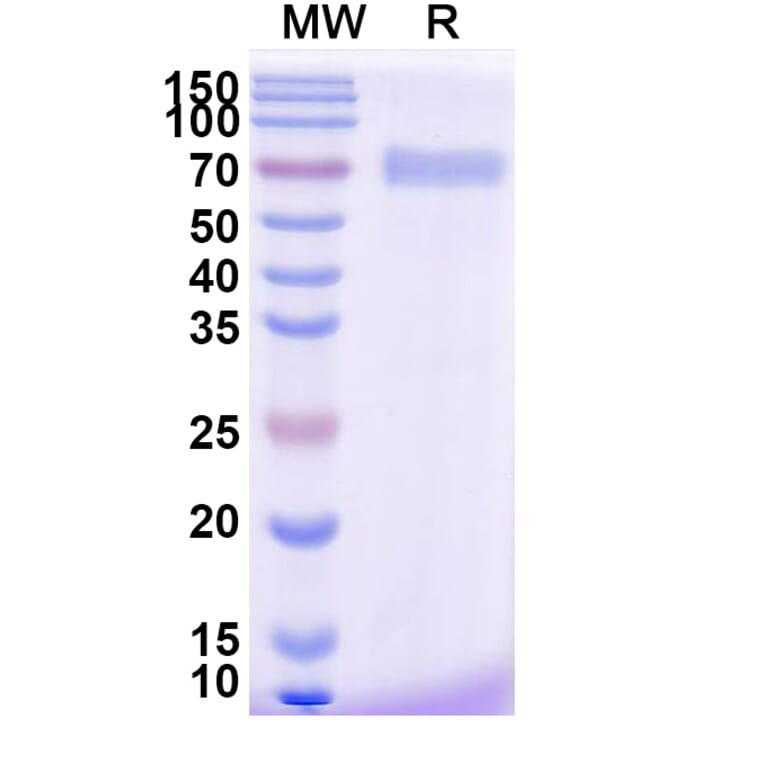 SDS-PAGE - Efmitermant alfa Biosimilar - Anti-Myostatin Antibody - BSA and Azide free (A339876) - Antibodies.com