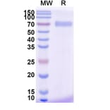 SDS-PAGE - Efmitermant alfa Biosimilar - Anti-Myostatin Antibody - BSA and Azide free (A339876) - Antibodies.com