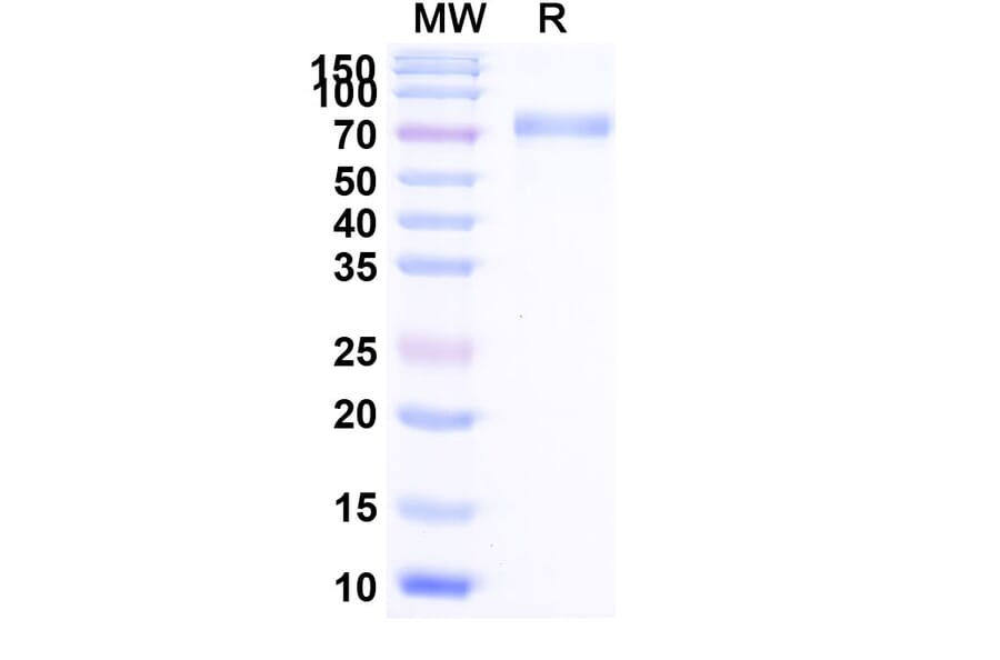SDS-PAGE - Efmitermant alfa Biosimilar - Anti-Myostatin Antibody - BSA and Azide free (A339876) - Antibodies.com