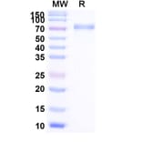SDS-PAGE - Efmitermant alfa Biosimilar - Anti-Myostatin Antibody - BSA and Azide free (A339876) - Antibodies.com