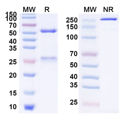 SDS-PAGE - Ichorcumab Biosimilar - Anti-Prothrombin Antibody - BSA and Azide free (A339877) - Antibodies.com