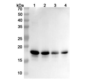 SDS-PAGE - Anti-alpha Synuclein Antibody [MEDI1341] Biosimilar - BSA and Azide free (A339878) - Antibodies.com
