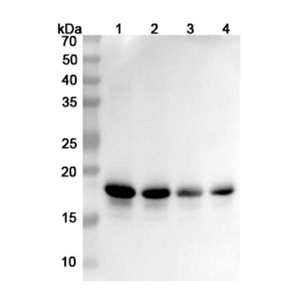 SDS-PAGE - Anti-alpha Synuclein Antibody [MEDI1341] Biosimilar - BSA and Azide free (A339878) - Antibodies.com