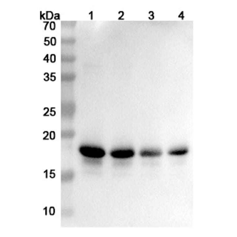 SDS-PAGE - Anti-alpha Synuclein Antibody [MEDI1341] Biosimilar - BSA and Azide free (A339878) - Antibodies.com