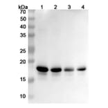 SDS-PAGE - Anti-alpha Synuclein Antibody [MEDI1341] Biosimilar - BSA and Azide free (A339878) - Antibodies.com
