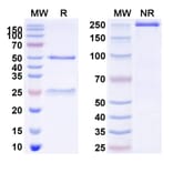 SDS-PAGE - Anti-alpha Synuclein Antibody [MEDI1341] Biosimilar - BSA and Azide free (A339878) - Antibodies.com