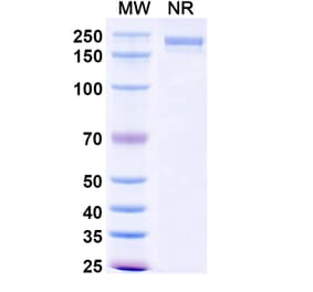 SDS-PAGE - XMT-1660 Biosimilar - Anti-B7-H4 Antibody - BSA and Azide free (A339879) - Antibodies.com