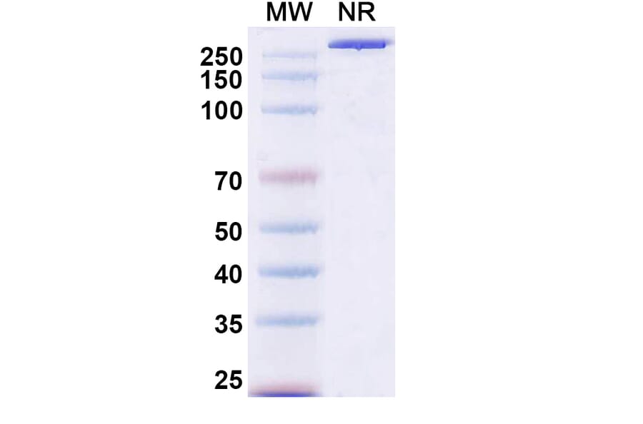 SDS-PAGE - XMT-1660 Biosimilar - Anti-B7-H4 Antibody - BSA and Azide free (A339879) - Antibodies.com