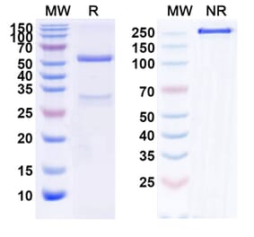 SDS-PAGE - Lirentelimab Biosimilar - Anti-SIGLEC8 Antibody - BSA and Azide free (A339881) - Antibodies.com