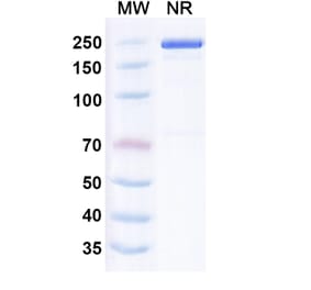 SDS-PAGE - Leukotuximab Biosimilar - Anti-CD43 Antibody - BSA and Azide free (A339882) - Antibodies.com