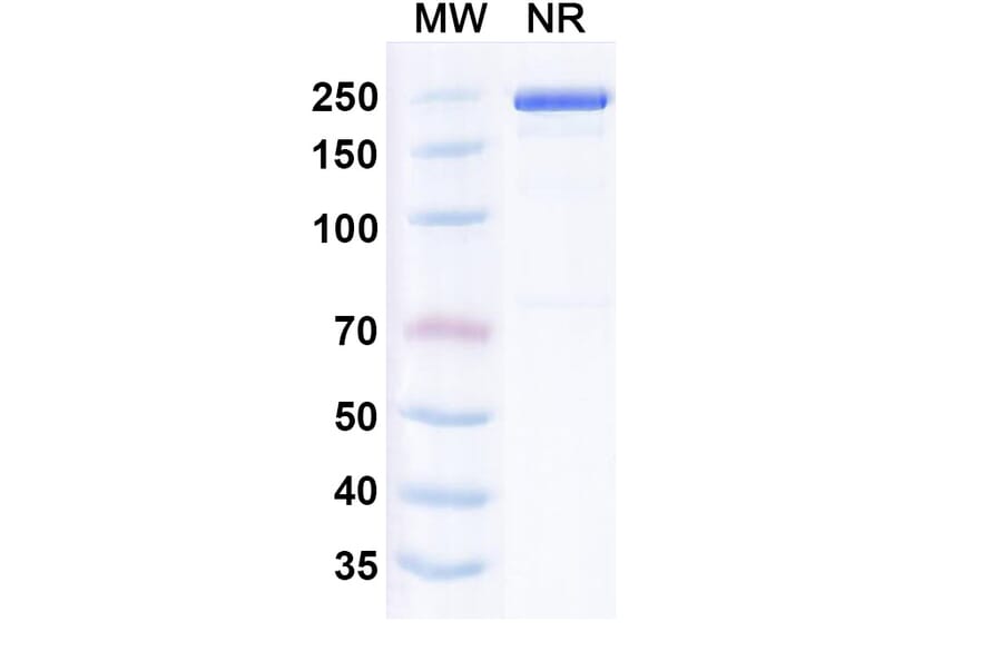 SDS-PAGE - Leukotuximab Biosimilar - Anti-CD43 Antibody - BSA and Azide free (A339882) - Antibodies.com