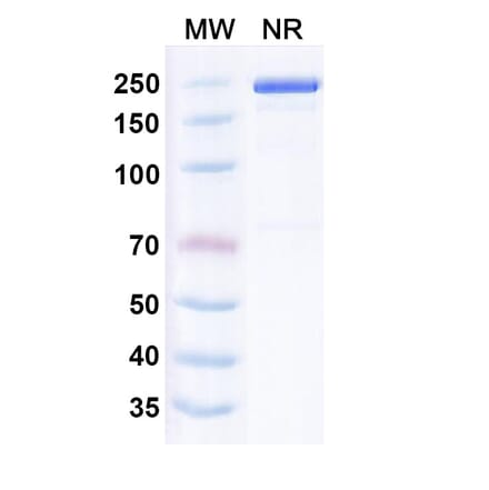 SDS-PAGE - Leukotuximab Biosimilar - Anti-CD43 Antibody - BSA and Azide free (A339882) - Antibodies.com