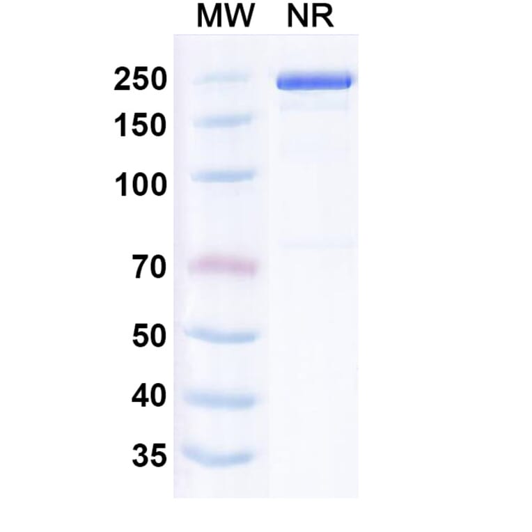 SDS-PAGE - Leukotuximab Biosimilar - Anti-CD43 Antibody - BSA and Azide free (A339882) - Antibodies.com
