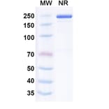 SDS-PAGE - Leukotuximab Biosimilar - Anti-CD43 Antibody - BSA and Azide free (A339882) - Antibodies.com