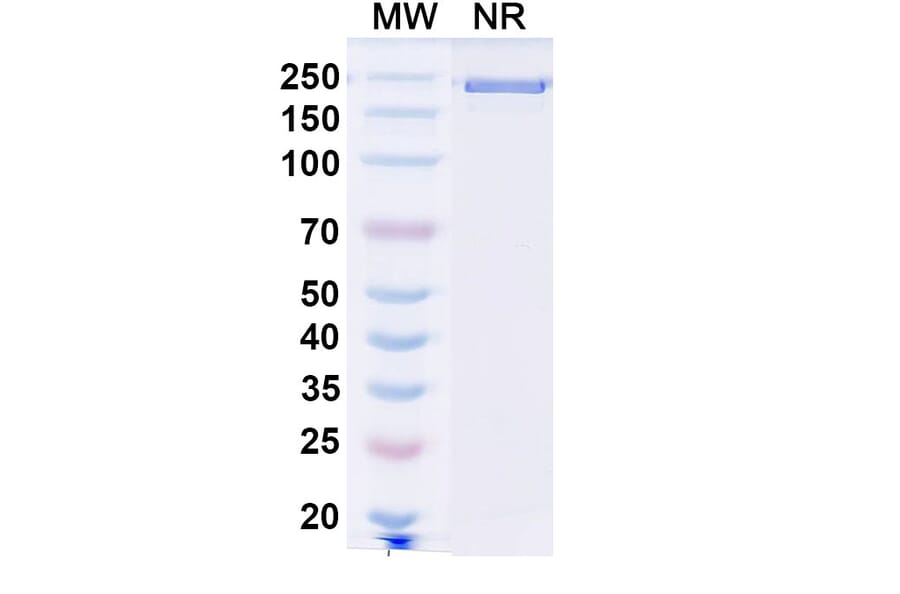 SDS-PAGE - Leukotuximab Biosimilar - Anti-CD43 Antibody - BSA and Azide free (A339882) - Antibodies.com