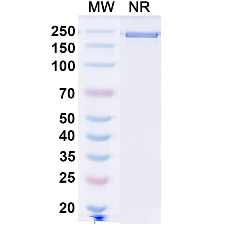 SDS-PAGE - Leukotuximab Biosimilar - Anti-CD43 Antibody - BSA and Azide free (A339882) - Antibodies.com