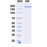 SDS-PAGE - Leukotuximab Biosimilar - Anti-CD43 Antibody - BSA and Azide free (A339882) - Antibodies.com