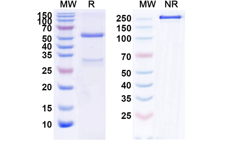 SDS-PAGE - Neihulizumab Biosimilar - Anti-PSGL 1 Antibody - BSA and Azide free (A339883) - Antibodies.com
