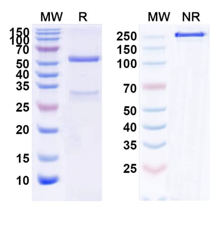 SDS-PAGE - Neihulizumab Biosimilar - Anti-PSGL 1 Antibody - BSA and Azide free (A339883) - Antibodies.com