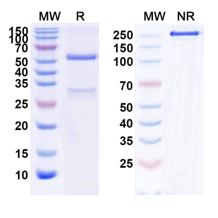 SDS-PAGE - Neihulizumab Biosimilar - Anti-PSGL 1 Antibody - BSA and Azide free (A339883) - Antibodies.com