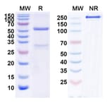 SDS-PAGE - Neihulizumab Biosimilar - Anti-PSGL 1 Antibody - BSA and Azide free (A339883) - Antibodies.com