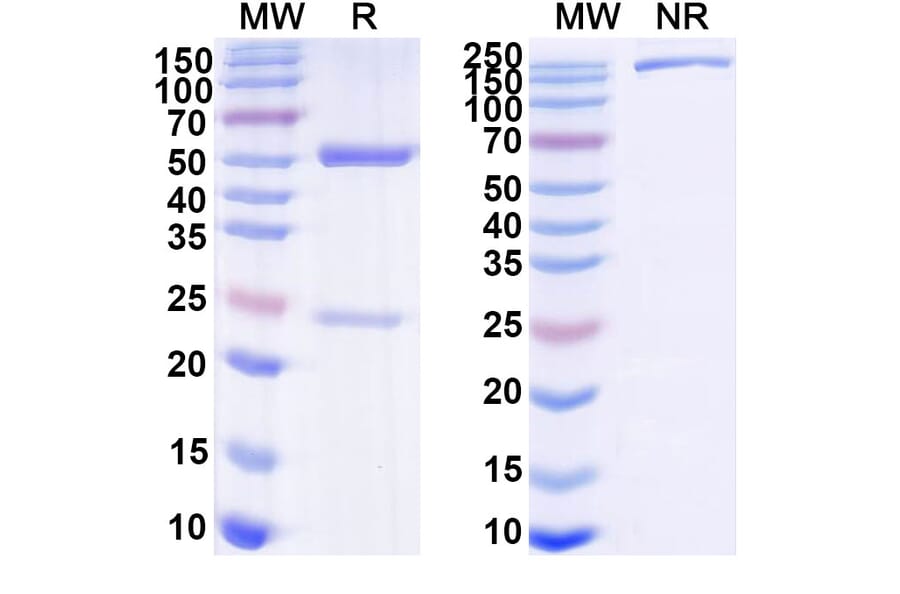 SDS-PAGE - Arevirumab-3 Biosimilar - Anti-GPC Antibody - BSA and Azide free (A339884) - Antibodies.com