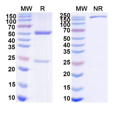 SDS-PAGE - Arevirumab-3 Biosimilar - Anti-GPC Antibody - BSA and Azide free (A339884) - Antibodies.com
