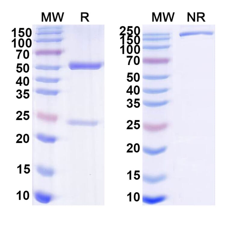 SDS-PAGE - Arevirumab-3 Biosimilar - Anti-GPC Antibody - BSA and Azide free (A339884) - Antibodies.com