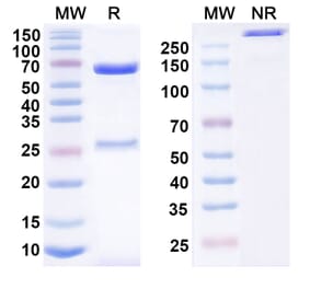 SDS-PAGE - Anti-TSLP Antibody [MOR14824] Biosimilar - BSA and Azide free (A339885) - Antibodies.com