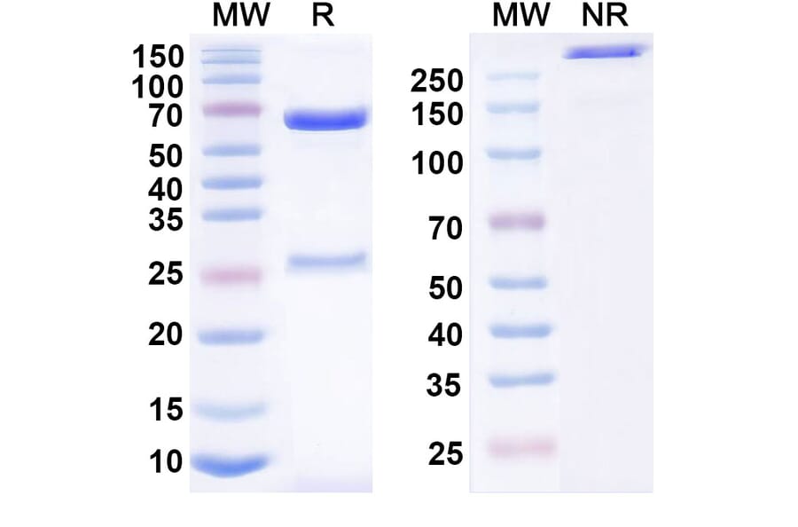 SDS-PAGE - Anti-TSLP Antibody [MOR14824] Biosimilar - BSA and Azide free (A339885) - Antibodies.com
