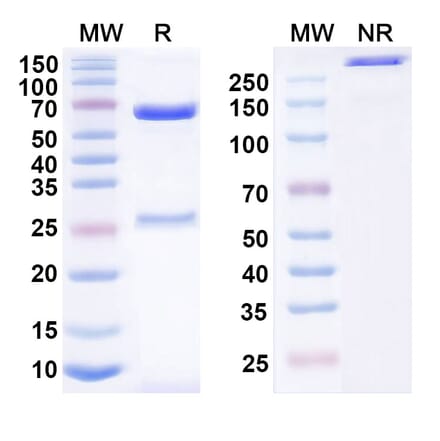 SDS-PAGE - Anti-TSLP Antibody [MOR14824] Biosimilar - BSA and Azide free (A339885) - Antibodies.com