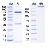 SDS-PAGE - Anti-TSLP Antibody [MOR14824] Biosimilar - BSA and Azide free (A339885) - Antibodies.com