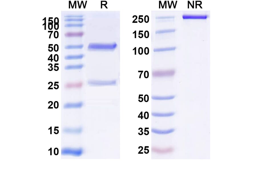 SDS-PAGE - Anti-Glypican 3 Antibody [Hu9F2] Biosimilar - BSA and Azide free (A339887) - Antibodies.com