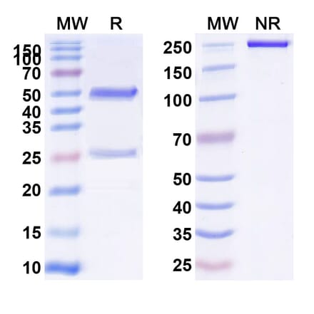 SDS-PAGE - Anti-Glypican 3 Antibody [Hu9F2] Biosimilar - BSA and Azide free (A339887) - Antibodies.com