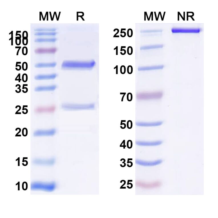 SDS-PAGE - Anti-Glypican 3 Antibody [Hu9F2] Biosimilar - BSA and Azide free (A339887) - Antibodies.com