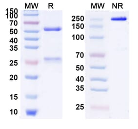 SDS-PAGE - Anti-Protein C Antibody [TPP-4885/BAY189652] Biosimilar - BSA and Azide free (A339890) - Antibodies.com
