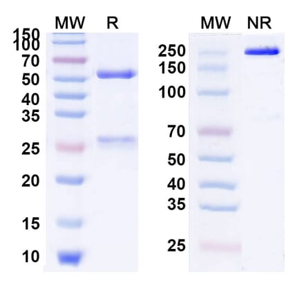 SDS-PAGE - Anti-Protein C Antibody [TPP-4885/BAY189652] Biosimilar - BSA and Azide free (A339890) - Antibodies.com