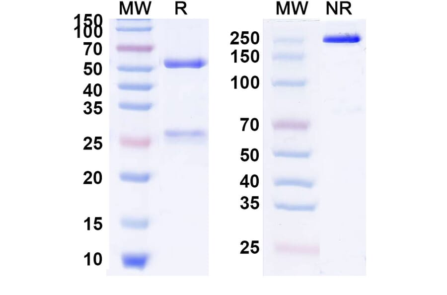 SDS-PAGE - Anti-SARS-CoV-2 Spike Protein Glycoprotein 2 Antibody [HCLC-31] Biosimilar - BSA and Azide free (A339891) - Antibodies.com