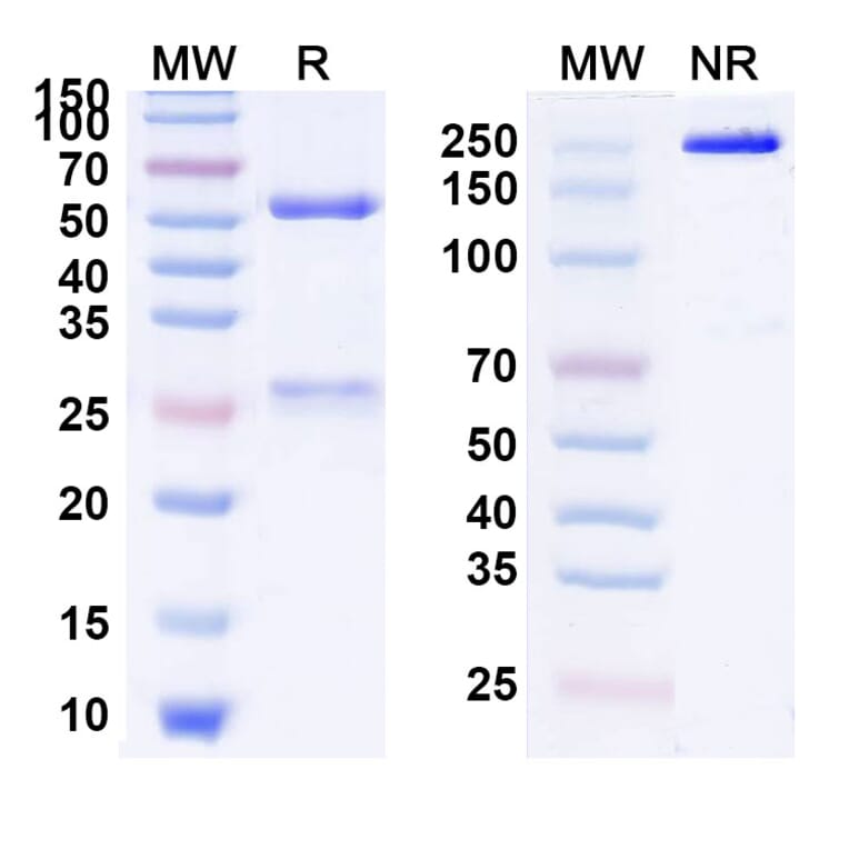 SDS-PAGE - Anti-SARS-CoV-2 Spike Protein Glycoprotein 2 Antibody [HCLC-31] Biosimilar - BSA and Azide free (A339891) - Antibodies.com