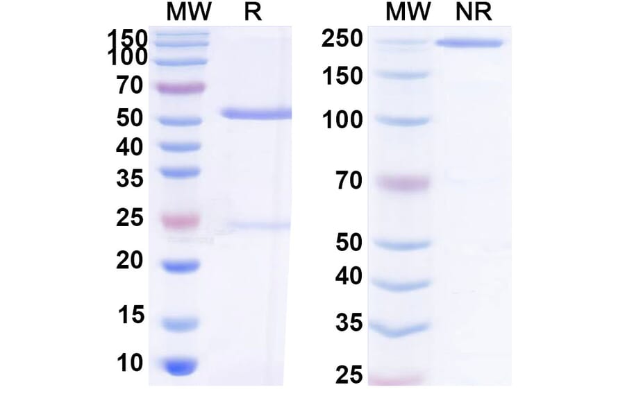 SDS-PAGE - Anti-SARS-CoV-2 Spike Protein Glycoprotein 2 Antibody [CV3-25] Biosimilar - BSA and Azide free (A339892) - Antibodies.com