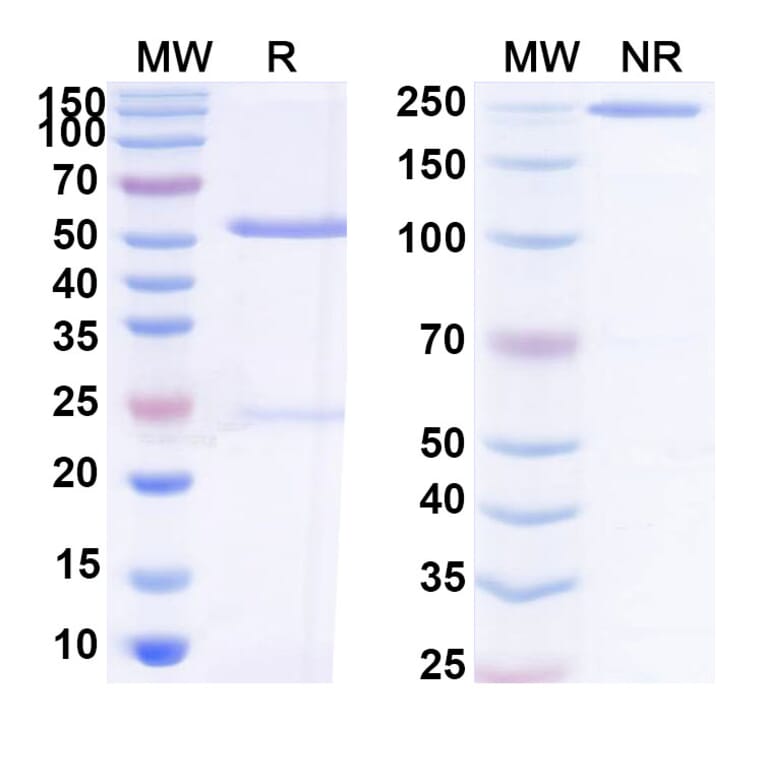 SDS-PAGE - Anti-SARS-CoV-2 Spike Protein Glycoprotein 2 Antibody [CV3-25] Biosimilar - BSA and Azide free (A339892) - Antibodies.com