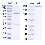 SDS-PAGE - Anti-SARS-CoV-2 Spike Protein Glycoprotein 2 Antibody [CV3-25] Biosimilar - BSA and Azide free (A339892) - Antibodies.com