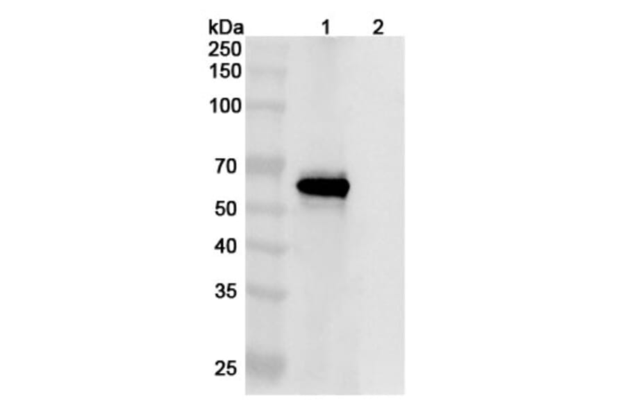 SDS-PAGE - Anti-SARS-CoV-2 Spike Protein Glycoprotein 2 Antibody [CV3-25] Biosimilar - BSA and Azide free (A339892) - Antibodies.com