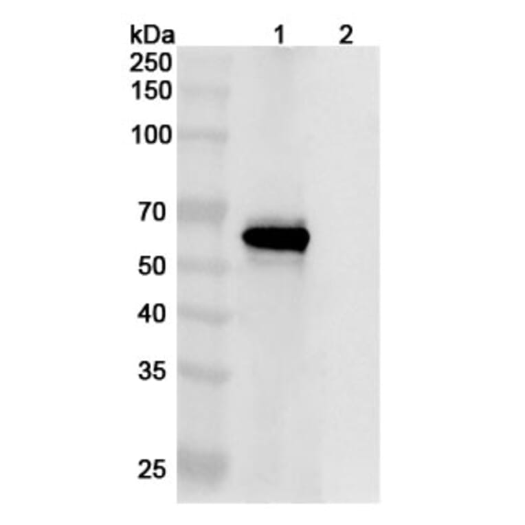 SDS-PAGE - Anti-SARS-CoV-2 Spike Protein Glycoprotein 2 Antibody [CV3-25] Biosimilar - BSA and Azide free (A339892) - Antibodies.com